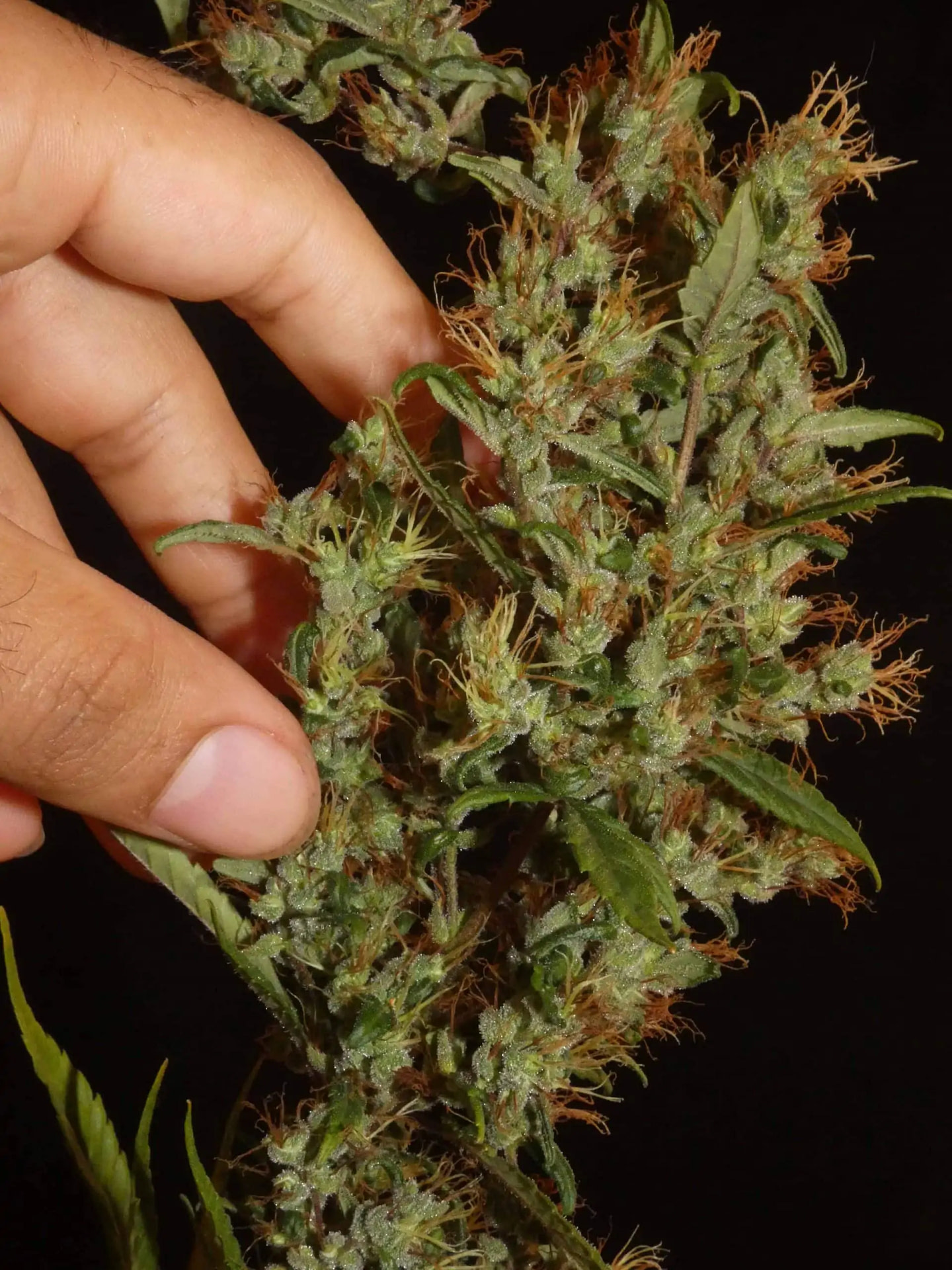 khalifa-genetics-moroccan-beldia-regular-cannabis-seeds-5