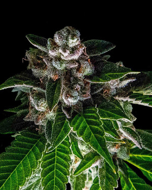 Bakers Delight (Sorbet Collection) Feminised Seeds