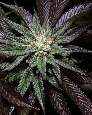 L.A. Confidential Feminised Seeds