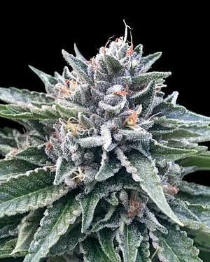 Sorbet #4 (Sorbet Collection) Feminised Seeds
