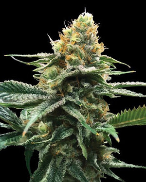 Sour Sorbet (Sorbet Collection) Feminised Seeds