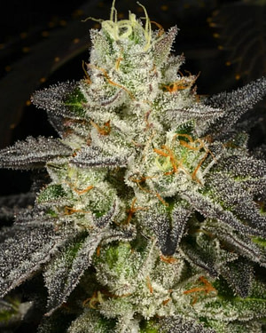 Tropical Fusion Feminised Seeds