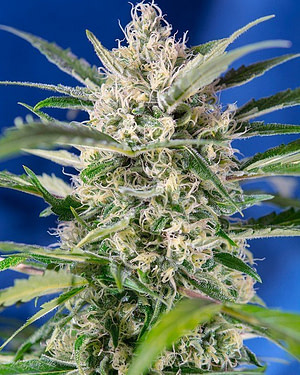 Crystal Candy Auto Feminised Seeds