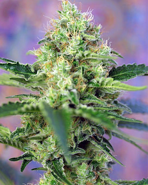 Crystal Candy Feminised Seeds