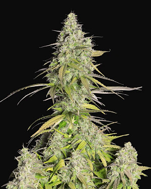 Girl Scout Cookies Auto Feminised Seeds