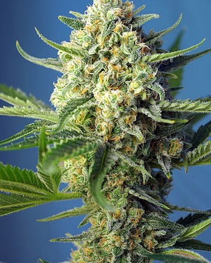 S.A.D. (Sweet Afghani Delicious) Auto Feminised Seeds