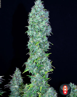 Serious Happiness Feminised Seeds