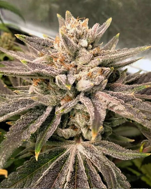 Crumbled Melon Feminised Seeds